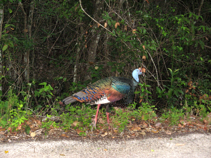 0704 calakmul 02.jpg